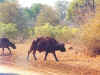 buffalo0828a.jpg (145341 bytes)