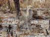 cheeta001-2.jpg (363290 bytes)