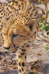 cheeta003.jpg (133063 bytes)