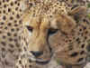 cheeta004-2.jpg (239519 bytes)