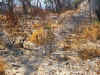cheeta0111.jpg (418306 bytes)