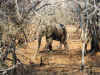 elephant0614.jpg (152007 bytes)