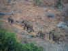elephant1205.jpg (241646 bytes)