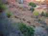 elephant1206.jpg (289965 bytes)