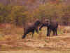 elephant2204a.jpg (260894 bytes)