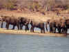 elephant2217a.jpg (106310 bytes)