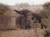 elephant2300.jpg (208805 bytes)