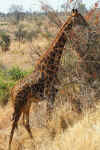 giraffe1307.jpg (185902 bytes)