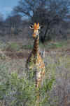 giraffe1710.jpg (136002 bytes)
