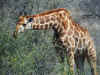 giraffe1713.jpg (346354 bytes)