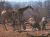 giraffe2420a.jpg (272348 bytes)