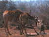 giraffe2421a.jpg (279530 bytes)