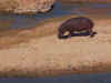 hippo0700.jpg (201194 bytes)