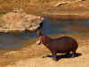 hippo0701.jpg (404730 bytes)