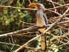 hornbill0607.jpg (245221 bytes)