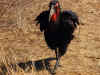 hornbill0622.jpg (317178 bytes)