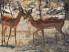 impala0713.jpg (98349 bytes)