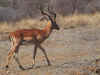 impala0715.jpg (284930 bytes)