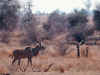 kudu2400a.jpg (300647 bytes)