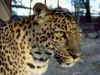leopard01.jpg (79759 bytes)