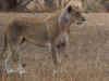 lion2305a-02.jpg (275273 bytes)