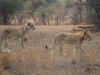 lion2305a.jpg (219767 bytes)