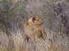 lion2321a.jpg (277698 bytes)