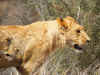 lion2322a.jpg (280612 bytes)