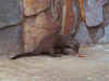 mongoose1122a.jpg (262963 bytes)