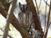 owl2002.jpg (243991 bytes)