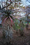 plant0309.jpg (206746 bytes)