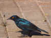 starling0522.jpg (203768 bytes)