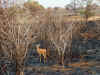 steenbok1301.jpg (386451 bytes)