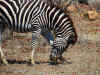 zebra002.jpg (341854 bytes)