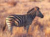 zebra0817a.jpg (293395 bytes)