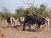 zebra0834a.jpg (159763 bytes)