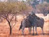 zebra2403a.jpg (342268 bytes)