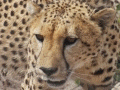 Go to Lion, Cheetah & Hyena Images