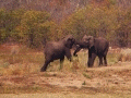 Go to Elephant & Hippo