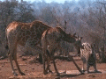 Go to Giraffe & Zebra