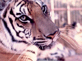 Go to Texas Exotic Feline Foundation Images